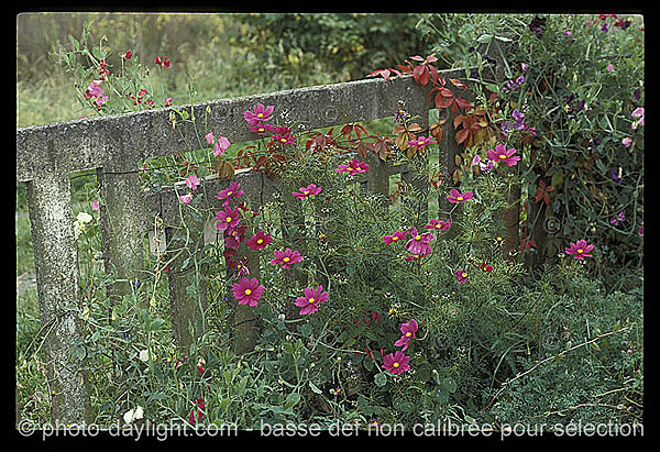 jardin - garden